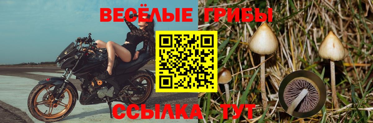 Галлюциногенные грибы Magic Shrooms Саяногорск